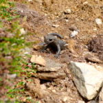 Alpensalamander © Gipfelfieber.com