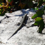 Eidechse © Gipfelfieber.com