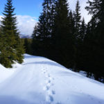 Langer Forstweg © Gipfelfieber.com