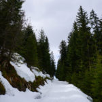 Abstieg über Forstwege nach der Feichtenalm © Gipfelfieber.com