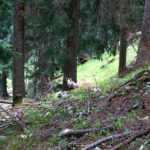 Gams ganz nah © Gipfelfieber.com