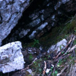 Hirschkalb am Untersberg © Gipfelfieber.com