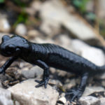 Ein Alpensalamander posiert für`s Foto © Gipfelfieber.com