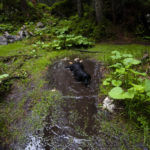 Unsere bergerfahrene Begleiterin fühlt sich sichtlich wohl © Gipfelfieber.com