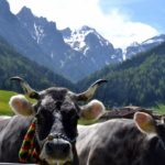 Das Tiroler Grauhvieh - Bildquelle: Tiroler Edle auf Facebook