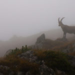 Steinbock an der Bendiktenwand © Gipfelfieber.com
