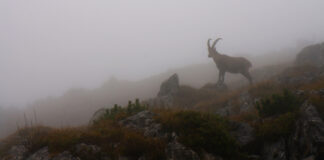 Steinbock an der Bendiktenwand © Gipfelfieber.com