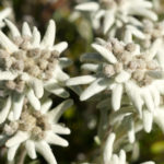 Edelweiß am Eingang zum Nationalpark Kaunergrat © Gipfelfieber.com