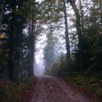 Der Wald erwacht © Gipfelfieber.com