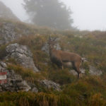 Ein Steinbock blockiert den Weg © Gipfelfieber.com