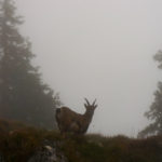 Wenig Scheu zeigen die Steinböcke hier © Gipfelfieber.com