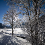 Bäume im Winterschlaf © Gipfelfieber.com