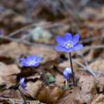 März © Gipfelfieber.com