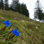 Schusterblume (Frühingsenzian) am Weg © Gipfelfieber.com