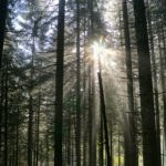 Mystische Stimmung im Wald © Gipfelfieber.com