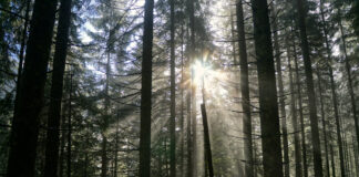 Mystische Stimmung im Wald © Gipfelfieber.com
