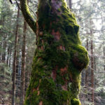 Baumbart © Gipfelfieber.com