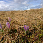 Frühlingskrokusse © Gipfelfieber.com