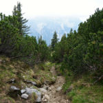 Steig durch die Latschen © Gipfelfieber.com