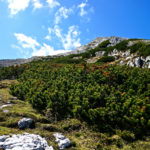 Latschen säumen den Weg © Gipfelfieber.com