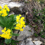 Aurikel am Wegesrand © Gipfelfieber.com