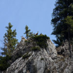 Neugierige Blicke der Gämsen © Gipfelfieber.com