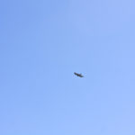 Ein Steinadler schraubt sich nach oben © Gipfelfieber.com