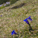 Enzian säumt den Weg © Gipfelfieber.com