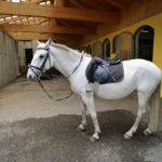 Ein Lippizaner wartet auf den Ausritt © Gipfelfieber.com