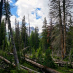 Umgestürzte Bäume im Nationalpark © Gipfelfieber.com