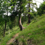 Steig zur Zöhreralm © Gipfelfieber.com