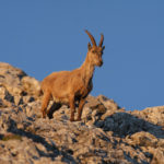 Steinbock in der Morgensonne © Gipfelfieber.com