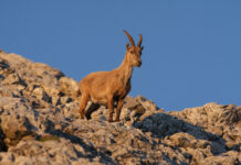 Steinbock in der Morgensonne © Gipfelfieber.com