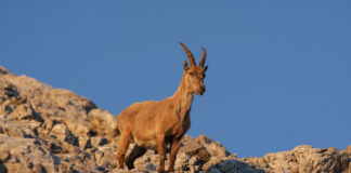 Steinbock in der Morgensonne © Gipfelfieber.com