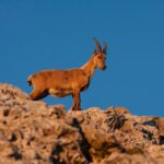 Steinbock am Watzmann im Morgenlicht © Gipfelfieber/Simon Gäbel