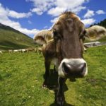 Muuuuhhhh © Gipfelfieber.com