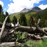 Im Arvenwald © Gipfelfieber.com