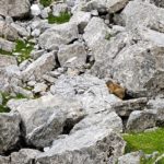 Neugieriges Murmeltier © Gipfelfieber.com