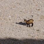 Einsame Gams im Schotter © Gipfelfieber.com