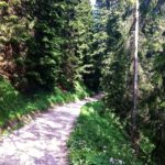 Breiter Forstweg bis zur Hütte © Gipfelfieber.com