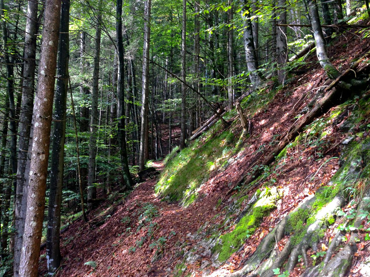 Der Steig führt zunächst durch den Wald © Gipfelfieber.com