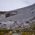 Ein Gruppe Gämsen © Gipfelfieber.com