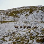 Gämsen im Vogelkar © Gipfelfieber.com