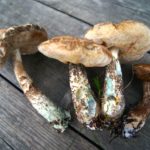 Abendessen © Gipfelfieber.com