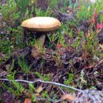Ein Birkenpilz wartet am Wegesrand © Gipfelfieber.com