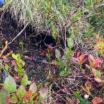 Man muss sehr genau hinschauen, um den Lemming zu entdecken © Gipfelfieber.com