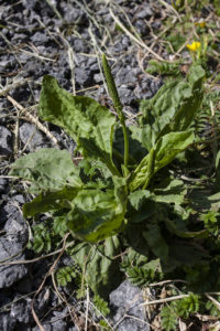 Breitwegerich © Gipfelfieber.com