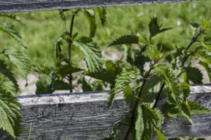 Brennnessel © Gipfelfieber.com