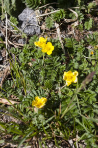 Gänsefingerkraut © Gipfelfieber.com