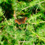 Ein Mohrenfalter © Gipfelfieber.com